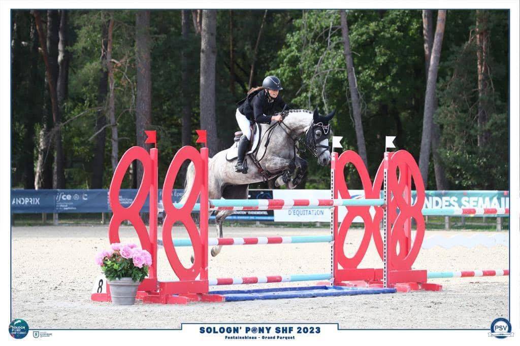 Cavalla PFS Pony Francese da Sella In vendita 2016 Grigio