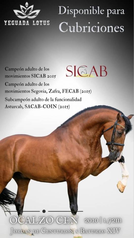 OCALZO CEN - PRE Andaluso 2010 ,  JORDAN DE CENTURION