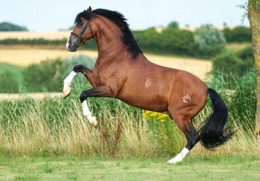 OCALZO CEN - PRE Andaluso 2010 ,  JORDAN DE CENTURION