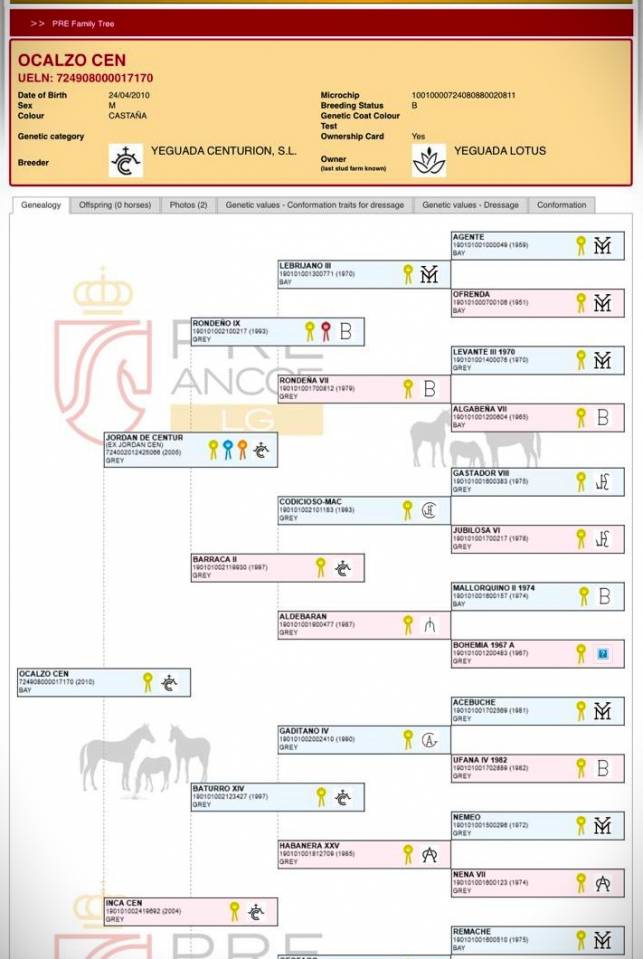 OCALZO CEN - PRE Andaluso 2010 ,  JORDAN DE CENTURION
