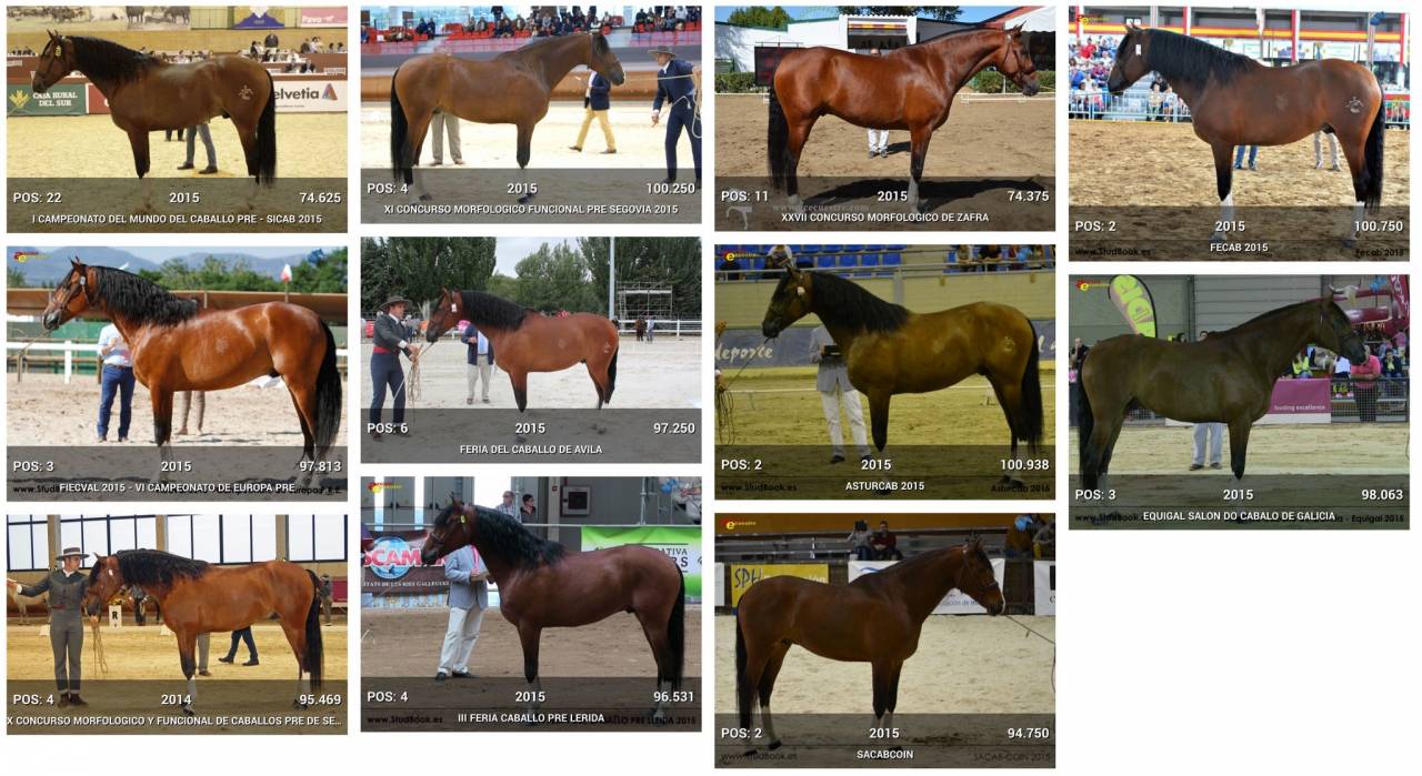 OCALZO CEN - PRE Andaluso 2010 ,  JORDAN DE CENTURION