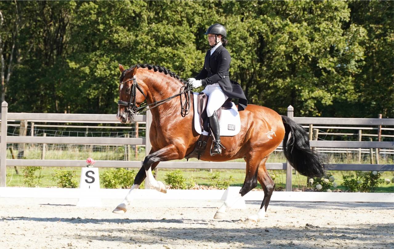 OCALZO CEN - PRE Andaluso 2010 ,  JORDAN DE CENTURION