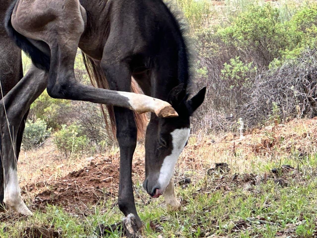 OCALZO CEN - PRE Andaluso 2010 ,  JORDAN DE CENTURION