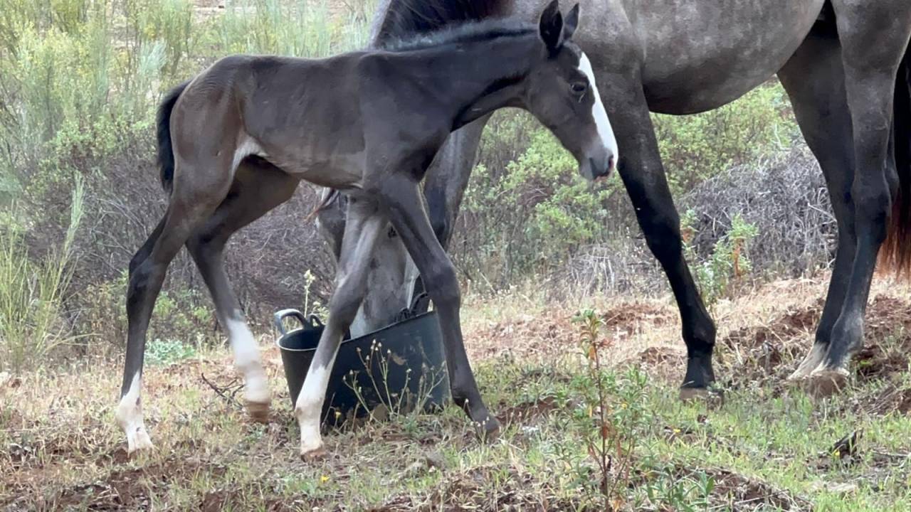 OCALZO CEN - PRE Andaluso 2010 ,  JORDAN DE CENTURION