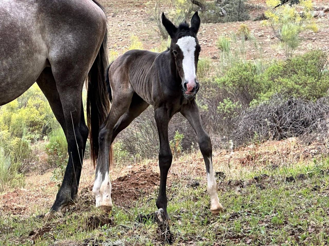 OCALZO CEN - PRE Andaluso 2010 ,  JORDAN DE CENTURION