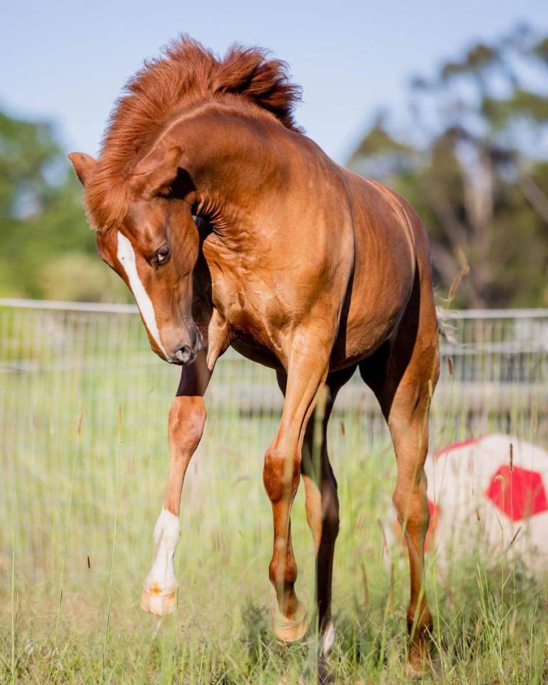 OCALZO CEN - PRE Andaluso 2010 ,  JORDAN DE CENTURION