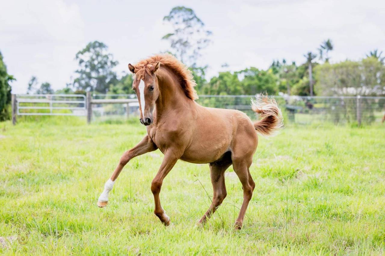 OCALZO CEN - PRE Andaluso 2010 ,  JORDAN DE CENTURION