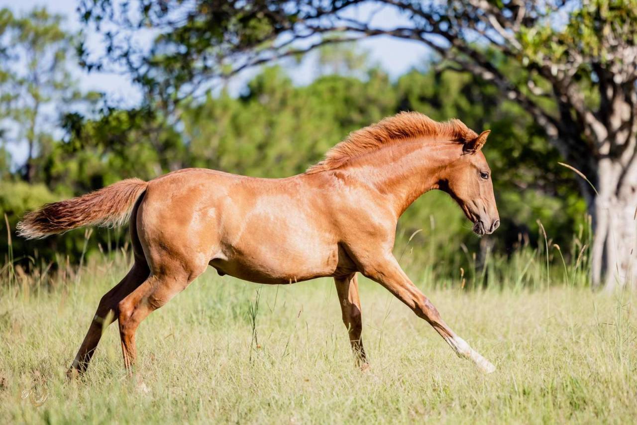 OCALZO CEN - PRE Andaluso 2010 ,  JORDAN DE CENTURION