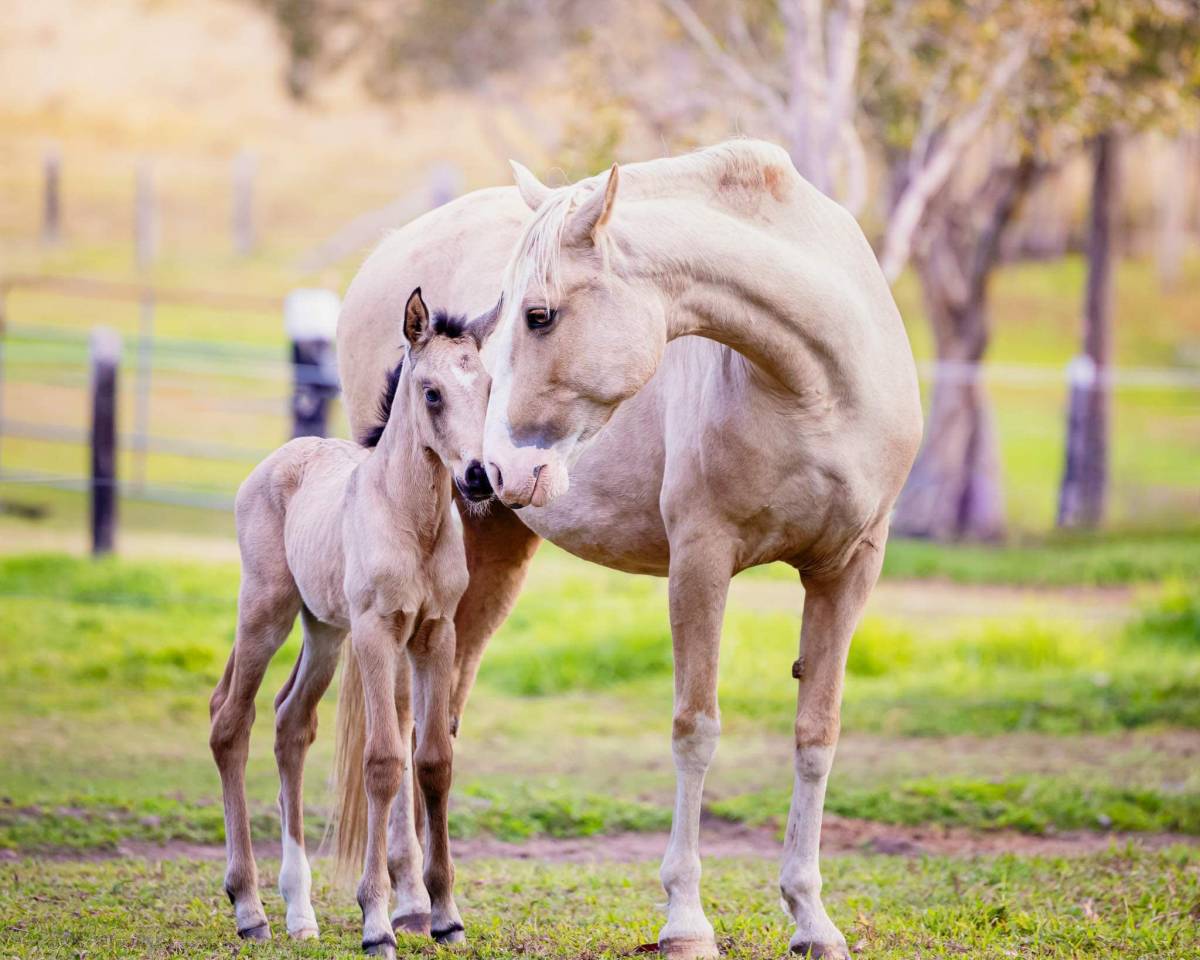 OCALZO CEN - PRE Andaluso 2010 ,  JORDAN DE CENTURION