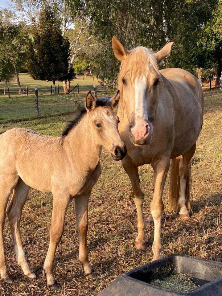 OCALZO CEN - PRE Andaluso 2010 ,  JORDAN DE CENTURION