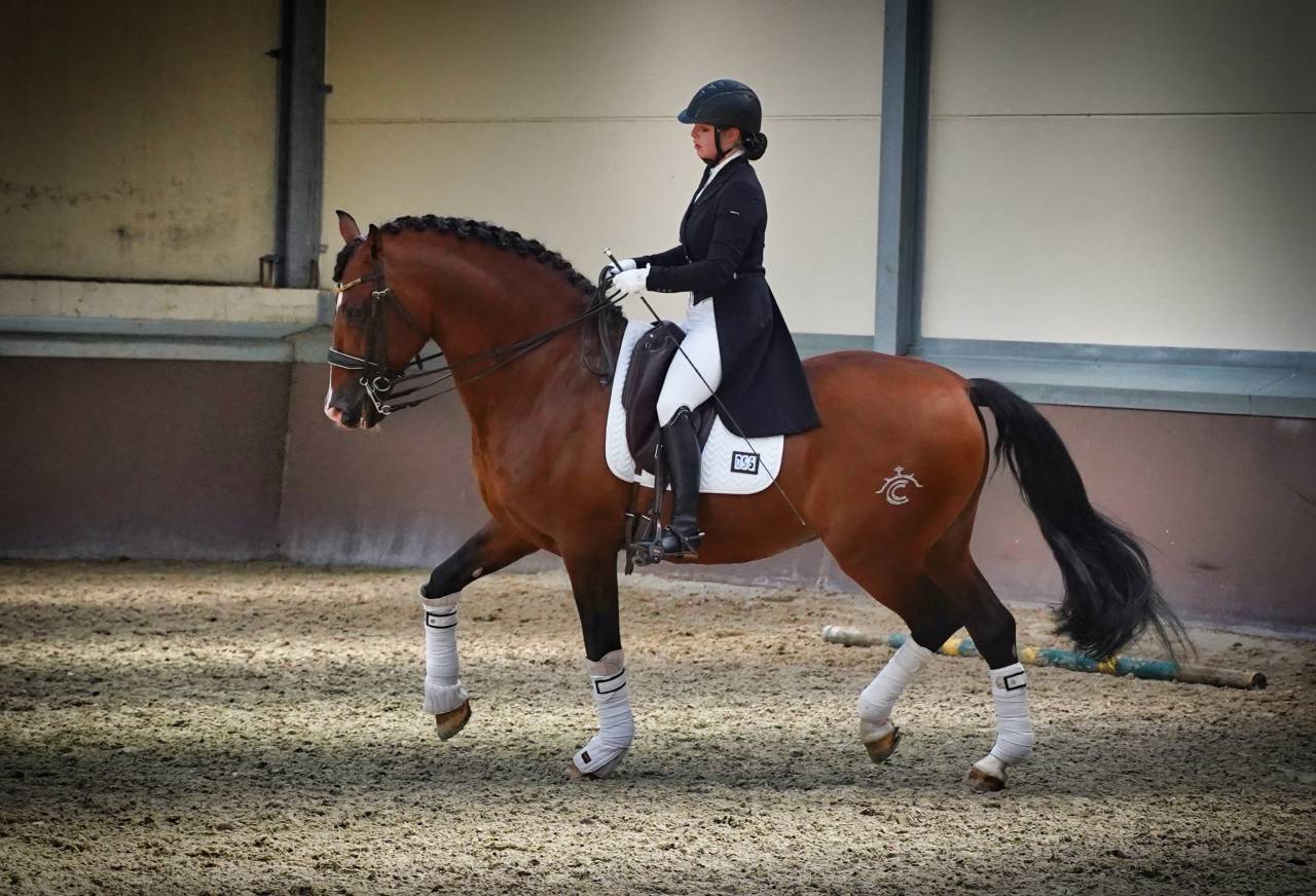 OCALZO CEN - PRE Andaluso 2010 ,  JORDAN DE CENTURION