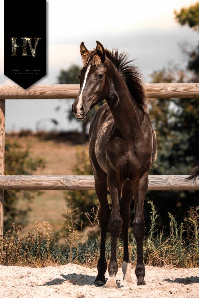 Puledro KWPN Cavallo da Sport Neerlandese In vendita 2025 Nero ,  Quaterhit