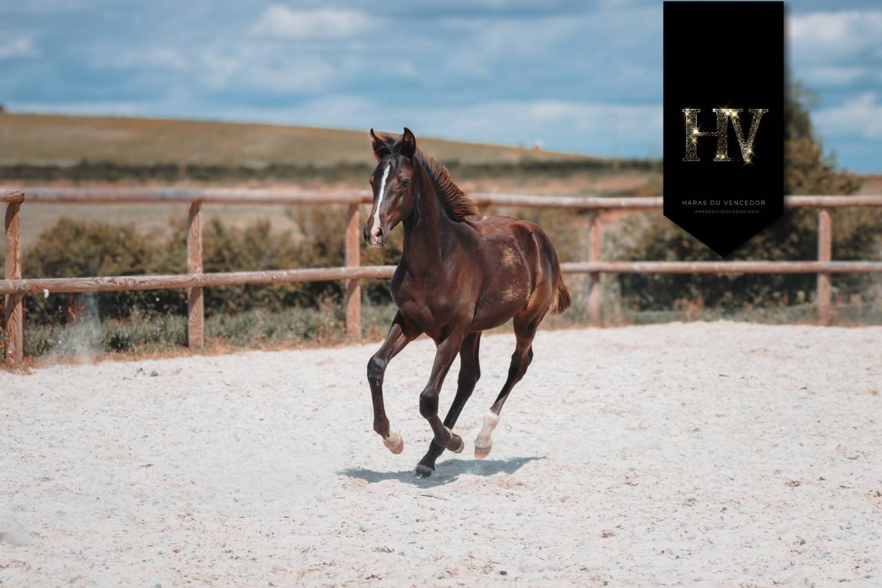 Puledro KWPN Cavallo da Sport Neerlandese In vendita 2025 Nero ,  Quaterhit