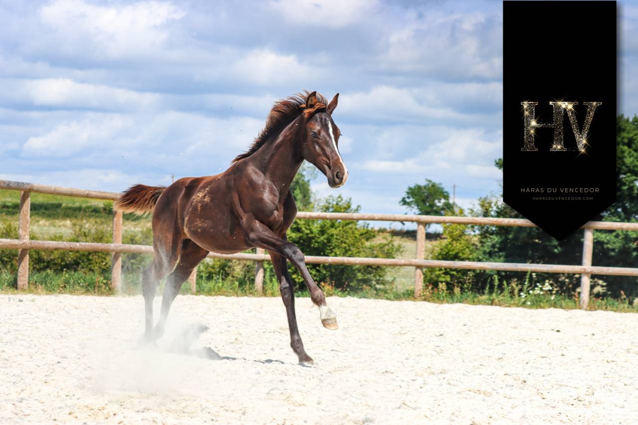 Puledro KWPN Cavallo da Sport Neerlandese In vendita 2025 Nero ,  Quaterhit