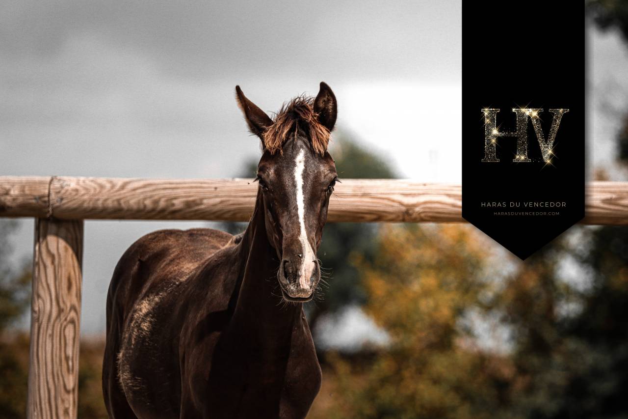 Puledro KWPN Cavallo da Sport Neerlandese In vendita 2025 Nero ,  Quaterhit