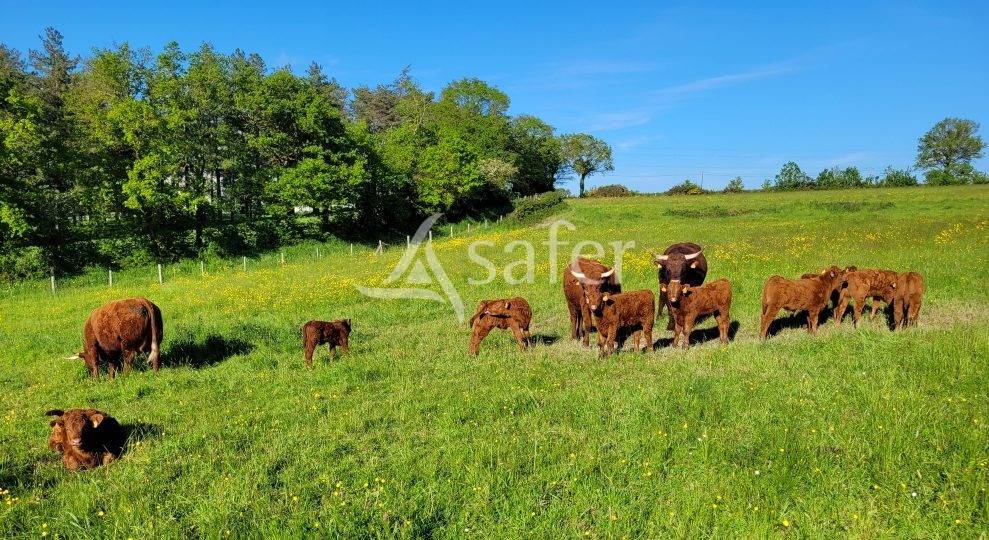 Azienda ovina In vendita Deux-Sèvres