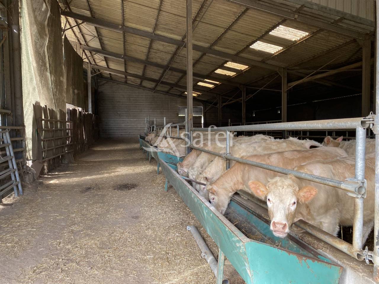 Azienda ovina In vendita Allier