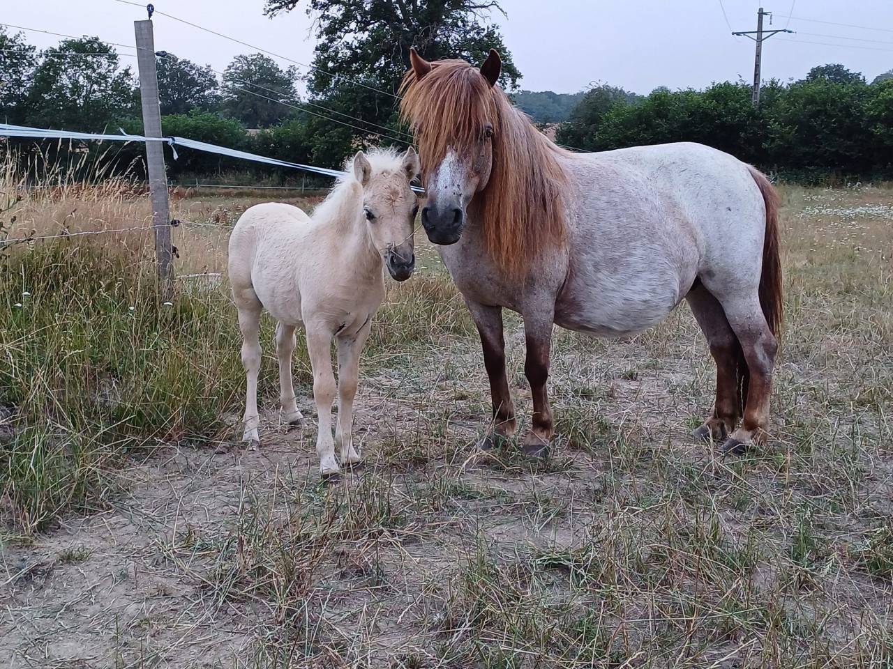 Cavalla Origine non conosciuta  In vendita 2023 Palomino
