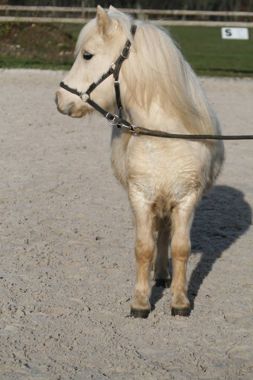 Cavalla Origine non conosciuta  In vendita 2023 Palomino