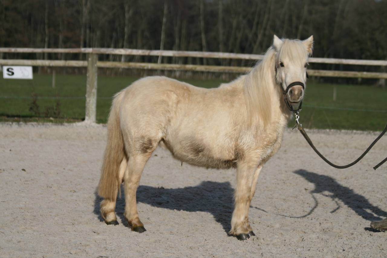 Cavalla Origine non conosciuta  In vendita 2023 Palomino