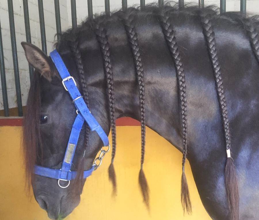 Intero PRE Andaluso In vendita 2016 Nero