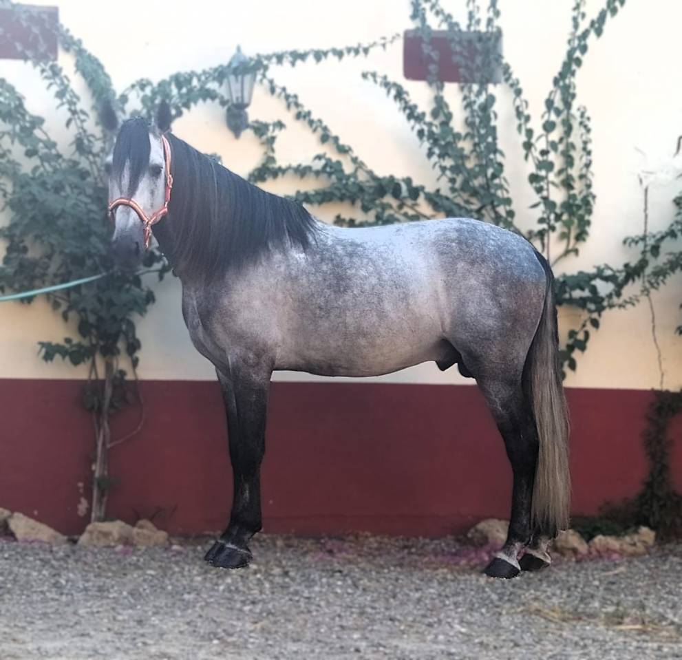 Intero PRE Andaluso In vendita 2017 Grigio