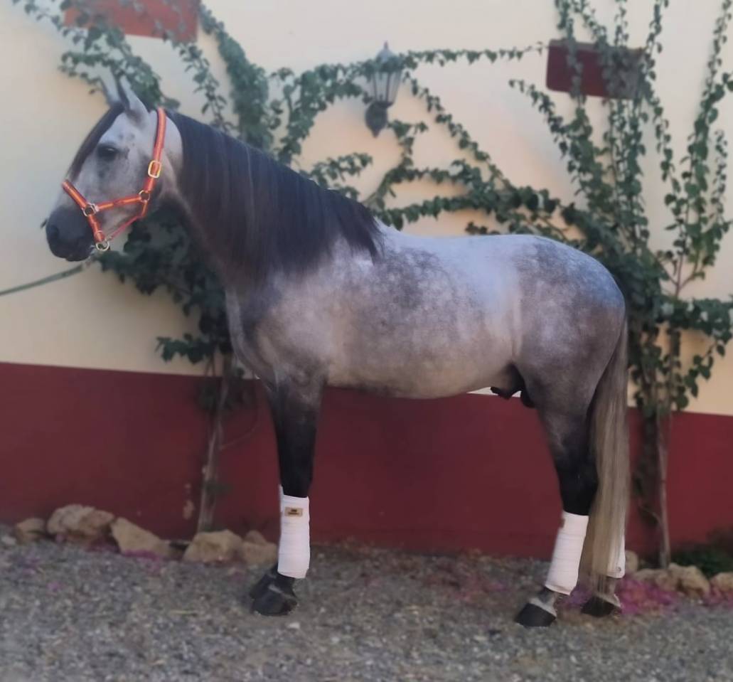 Intero PRE Andaluso In vendita 2017 Grigio