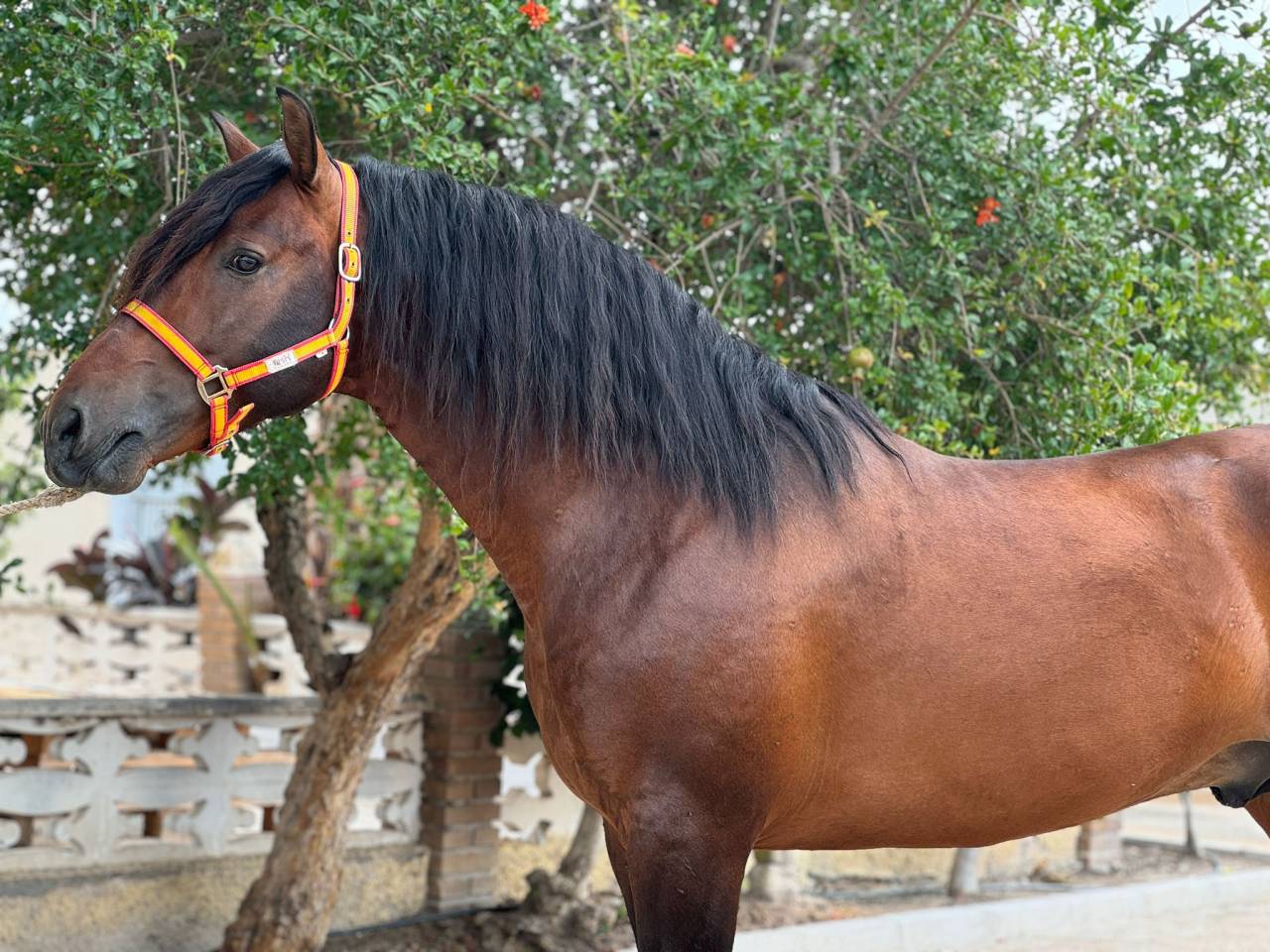 Intero PRE Andaluso In vendita 2020 Baio scuro