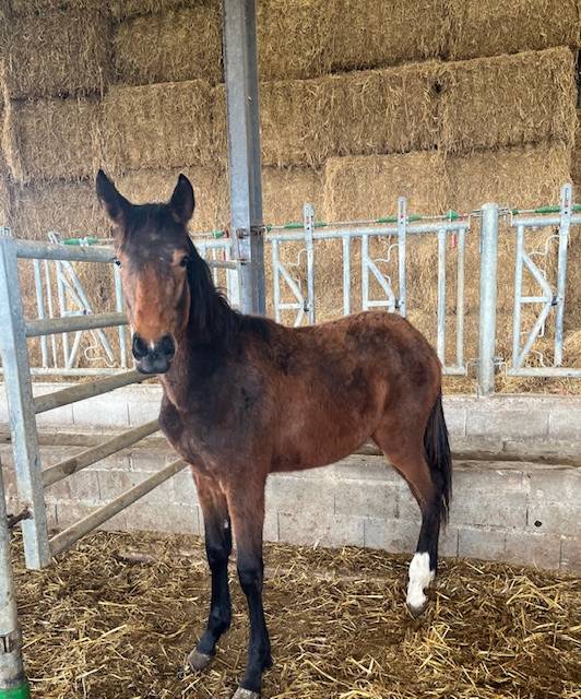 Castrone Sella Francese In vendita 2024 Baio ,  ROY DE LA VALLEE