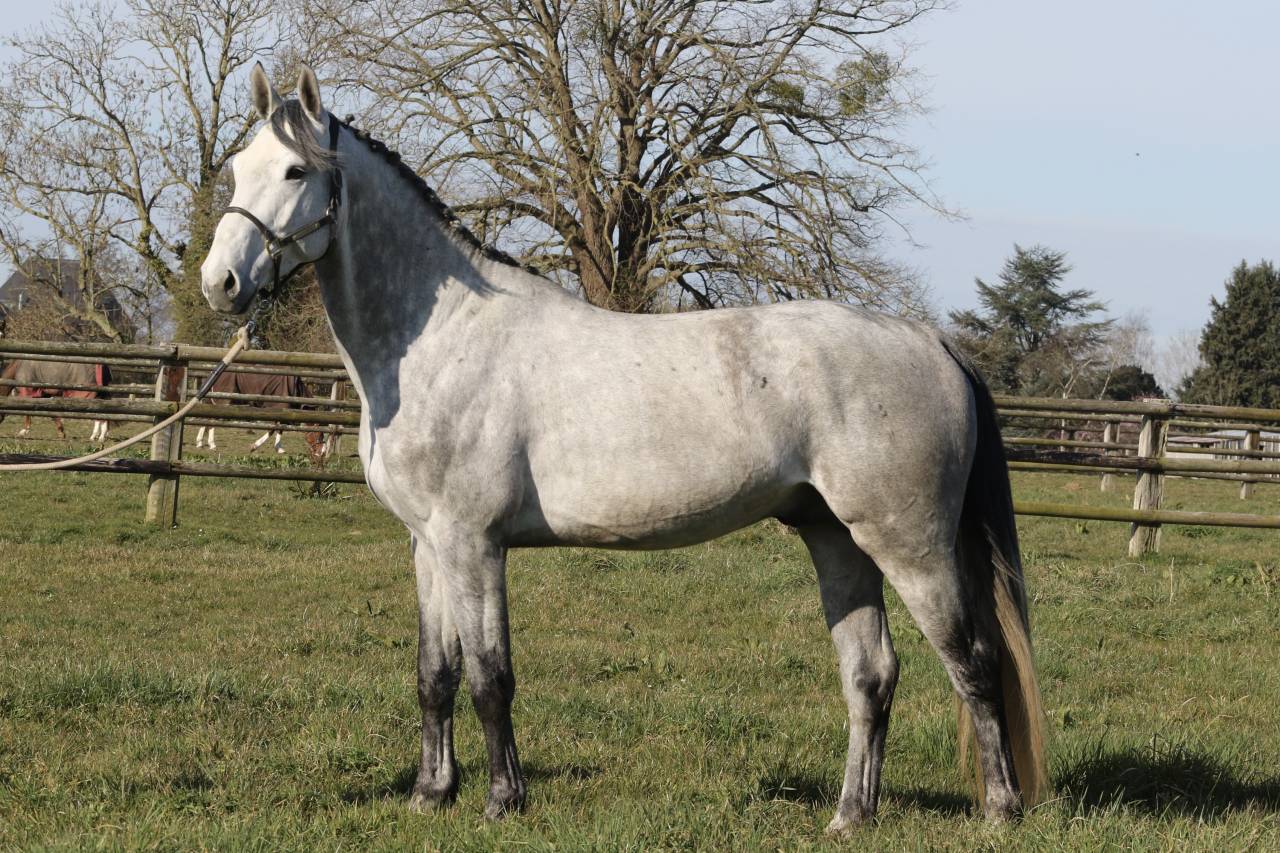 Actinium Brimbelles z - Zangersheide 2020 ,  AMADEUS Z