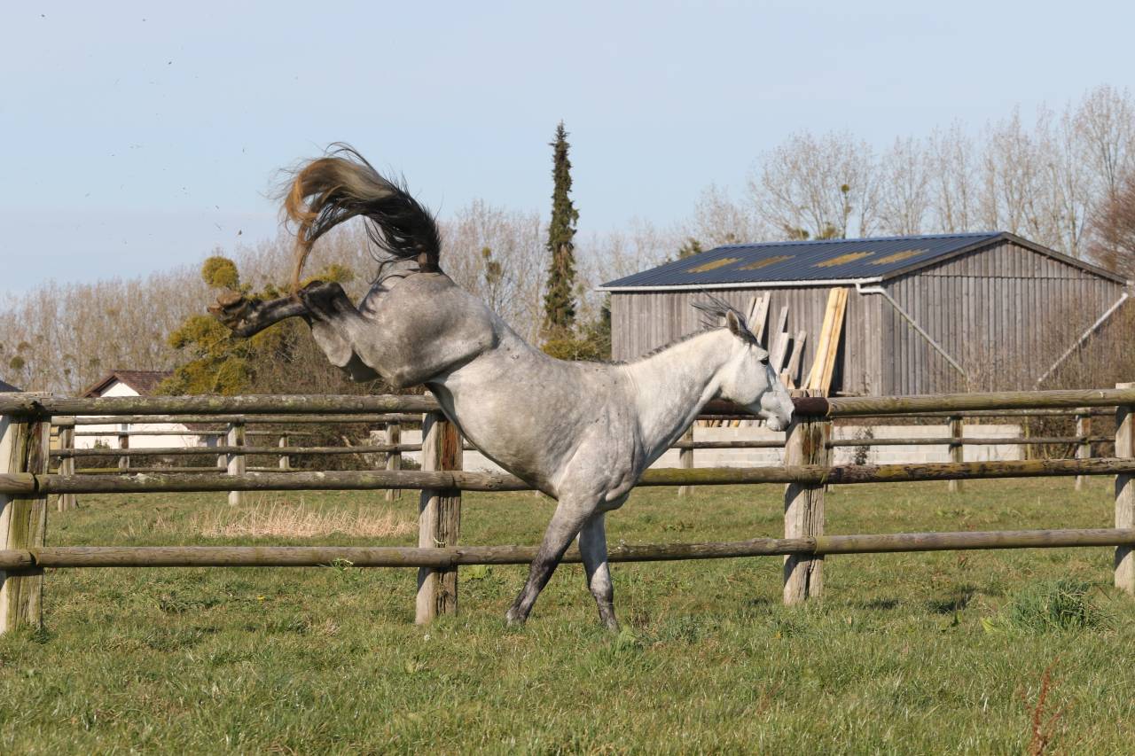 Actinium Brimbelles z - Zangersheide 2020 ,  AMADEUS Z