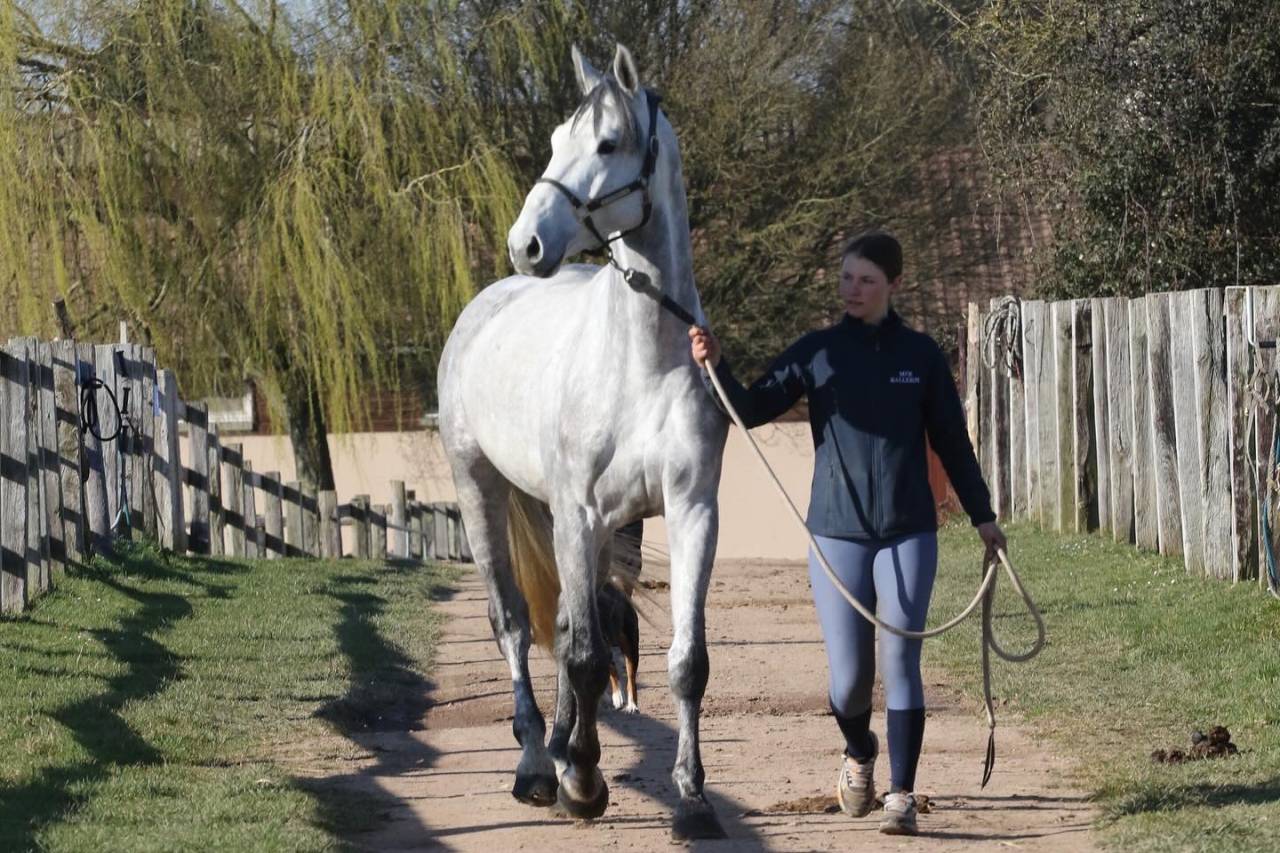 Actinium Brimbelles z - Zangersheide 2020 ,  AMADEUS Z