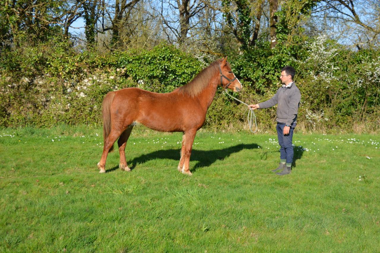 Cavalla PFS Pony Francese da Sella In vendita 2020 Sauro ,  Flocky de la Vallée