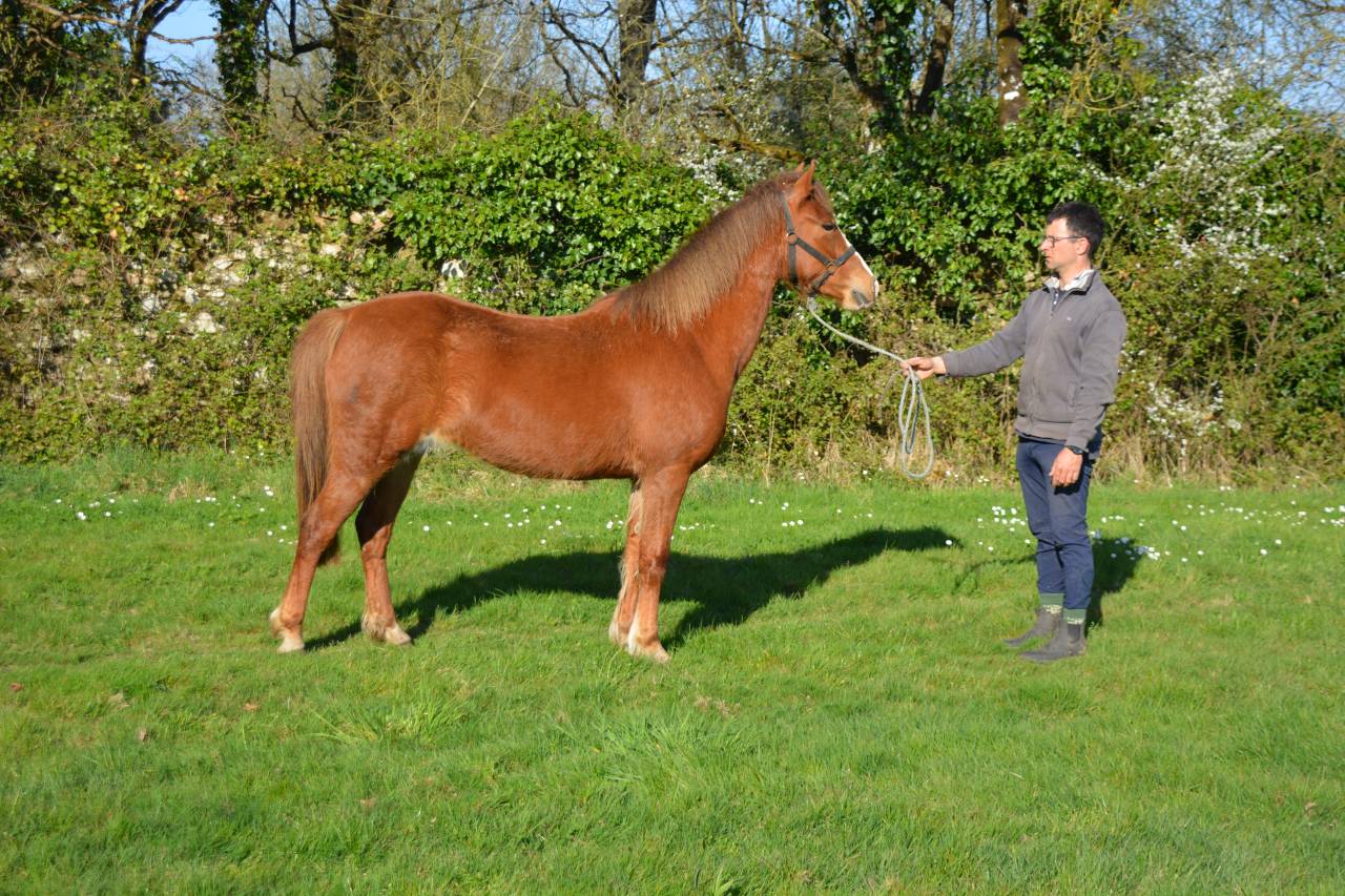 Cavalla PFS Pony Francese da Sella In vendita 2020 Sauro ,  Flocky de la Vallée