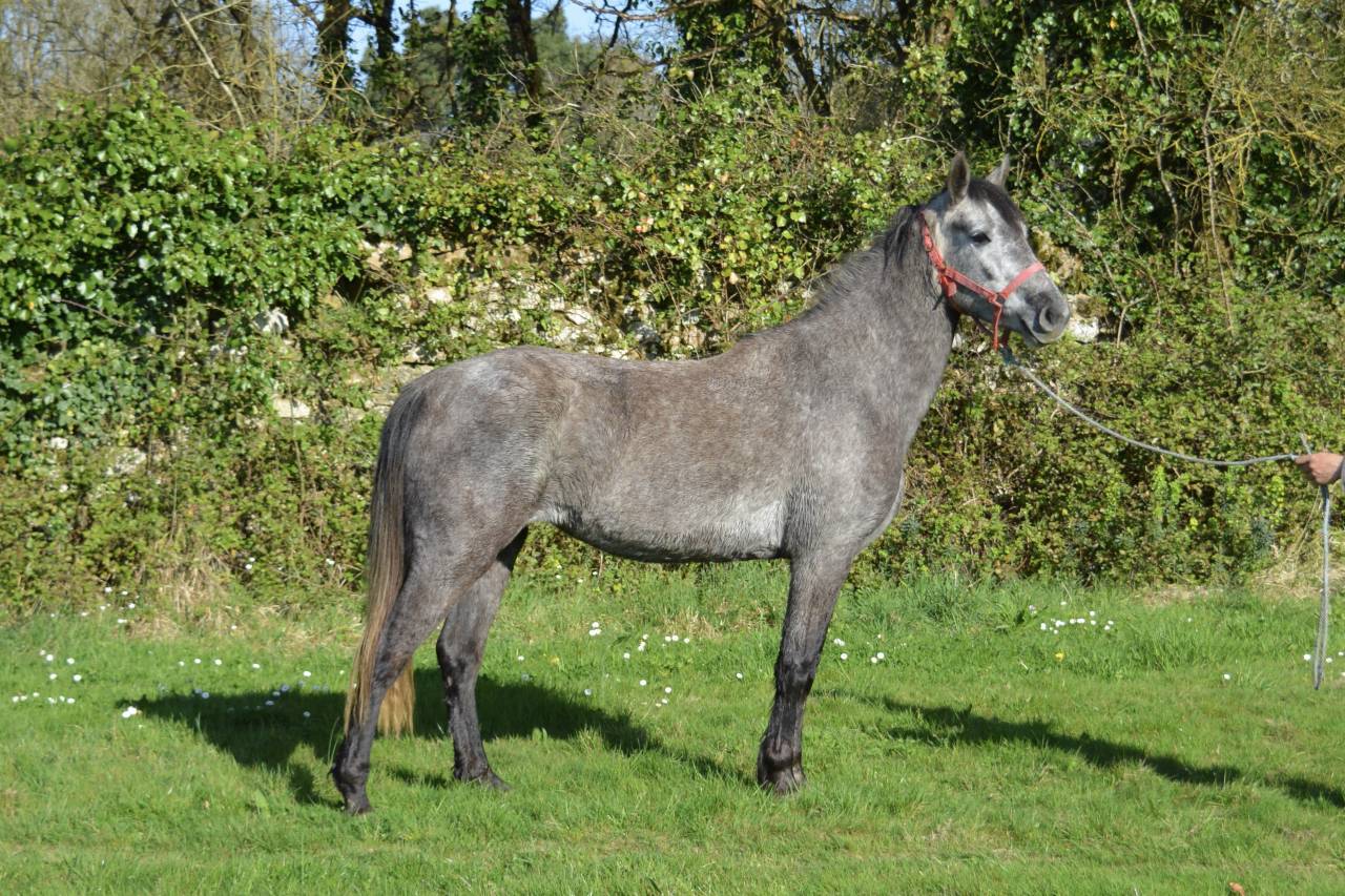 Cavalla PFS Pony Francese da Sella In vendita 2021 Grigio ,  first des chouans