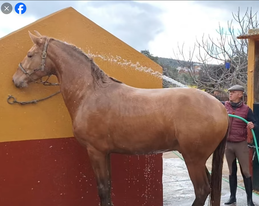 Puledro PRE Andaluso In vendita 2025 Isabella ,  CARTUJANO ABAD