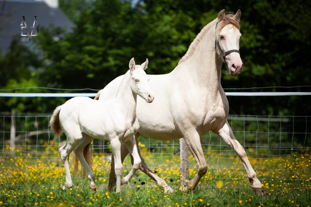Puledro PRE Andaluso In vendita 2025 Isabella ,  CARTUJANO ABAD