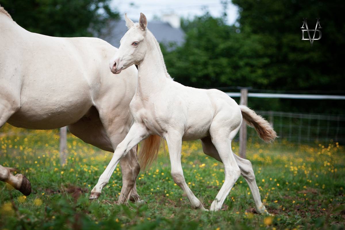Puledro PRE Andaluso In vendita 2025 Isabella ,  CARTUJANO ABAD