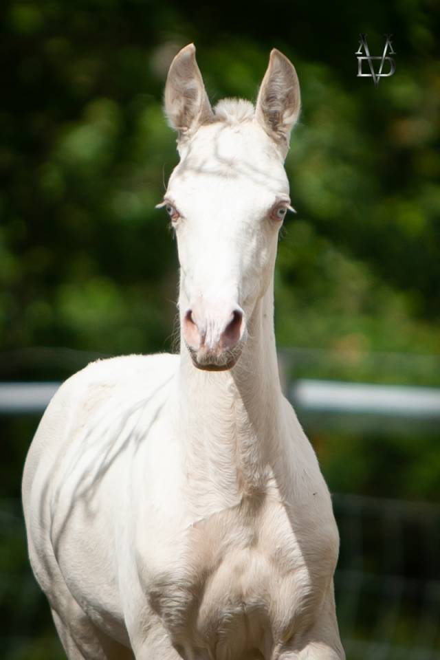 Puledro PRE Andaluso In vendita 2025 Isabella ,  CARTUJANO ABAD