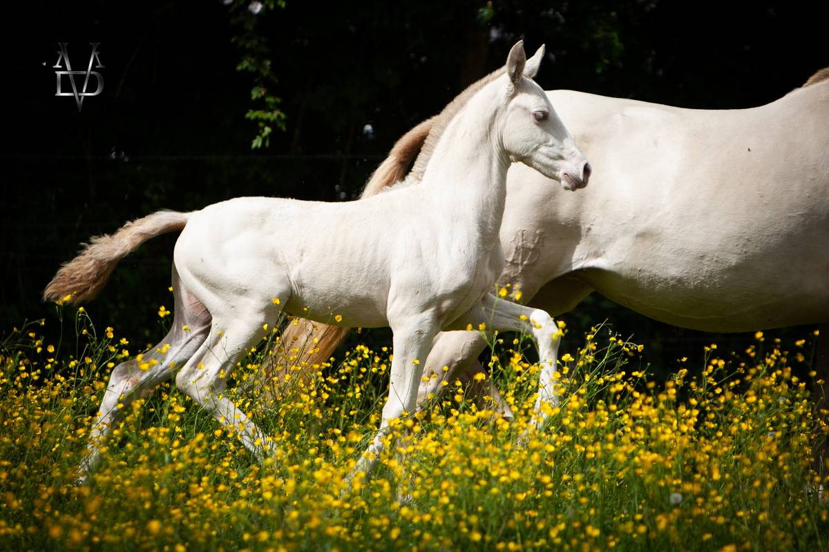 Puledro PRE Andaluso In vendita 2025 Isabella ,  CARTUJANO ABAD