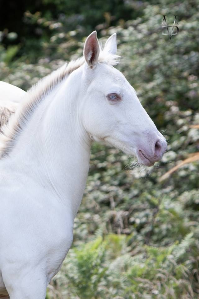 Puledro PRE Andaluso In vendita 2025 Isabella ,  CARTUJANO ABAD