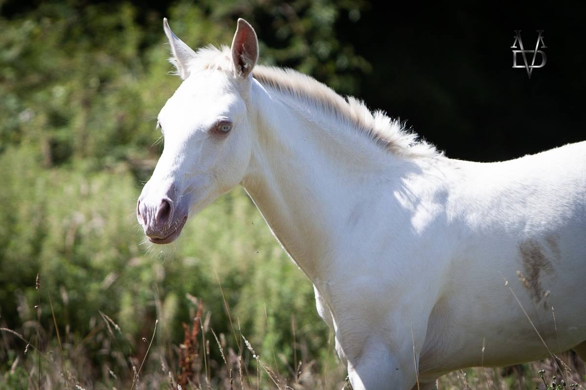 Puledro PRE Andaluso In vendita 2025 Isabella ,  CARTUJANO ABAD