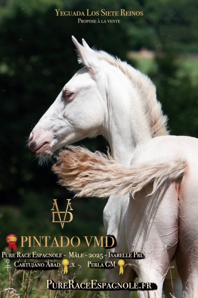 Puledro PRE Andaluso In vendita 2025 Isabella ,  CARTUJANO ABAD