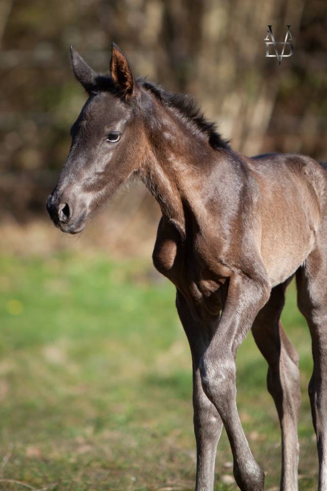 Puledro PRE Andaluso In vendita 2025 Nero ,  MONJE II