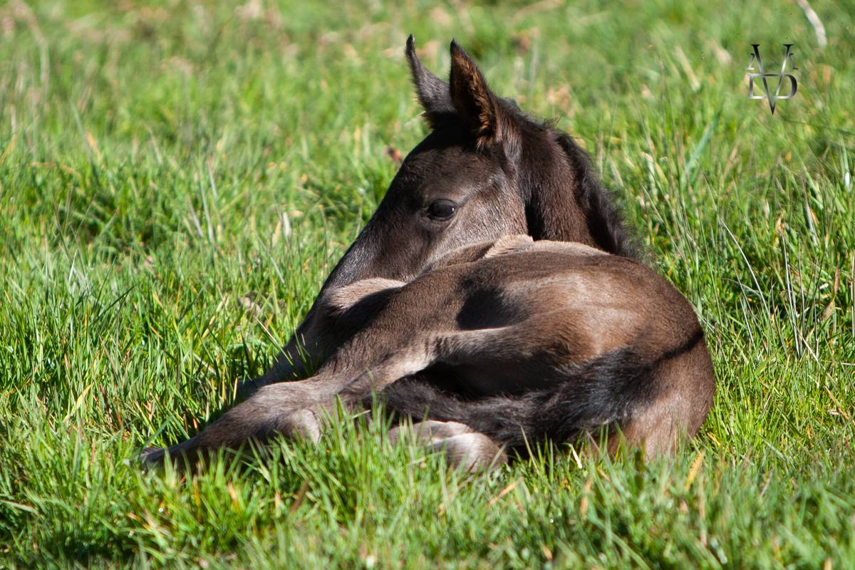 Puledro PRE Andaluso In vendita 2025 Nero ,  MONJE II