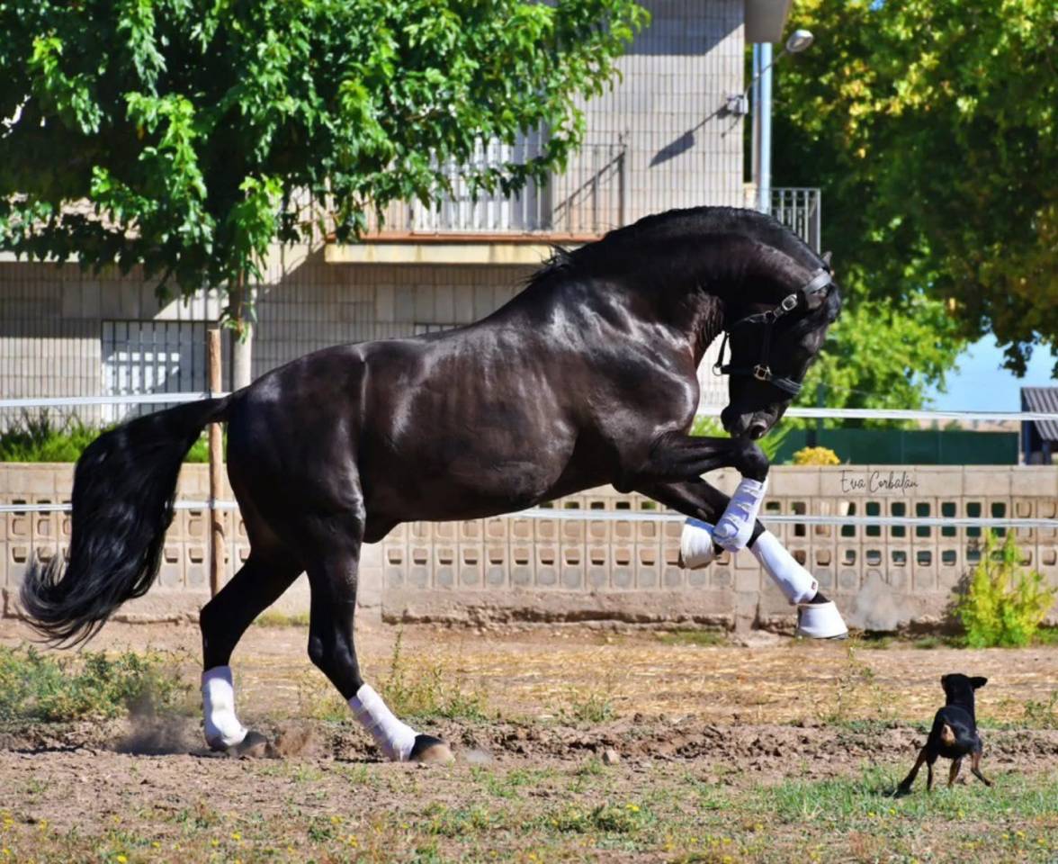 Puledro PRE Andaluso In vendita 2025 Nero ,  MONJE II
