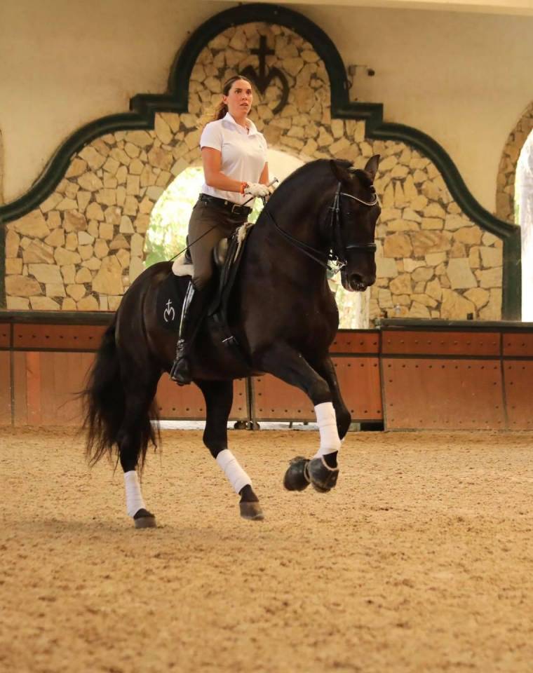 Puledro PRE Andaluso In vendita 2025 Nero ,  MONJE II