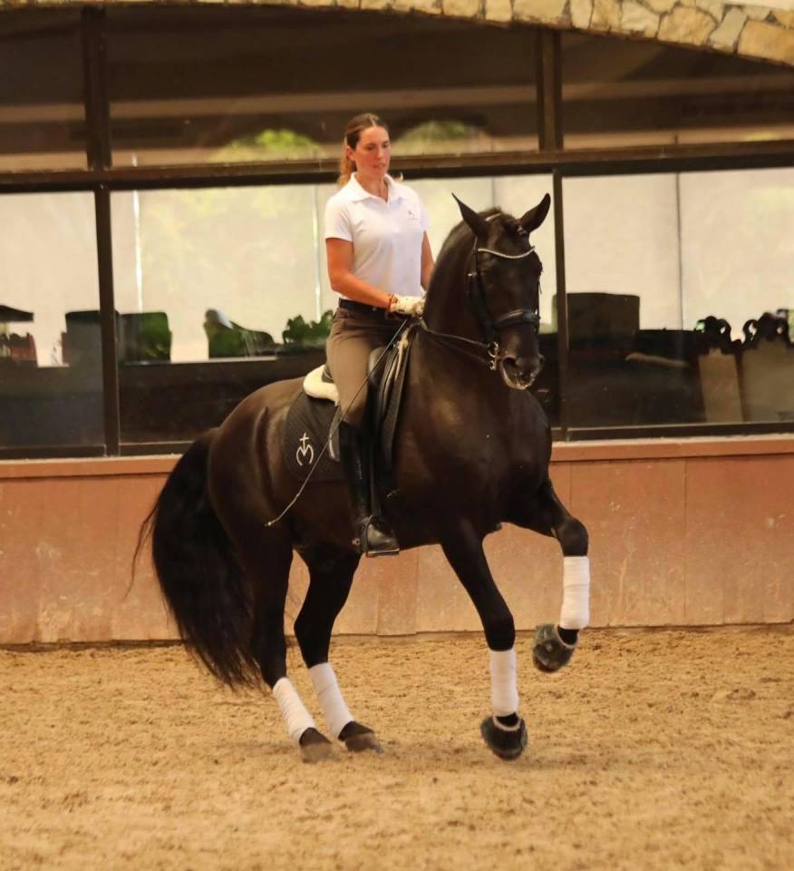 Puledro PRE Andaluso In vendita 2025 Nero ,  MONJE II