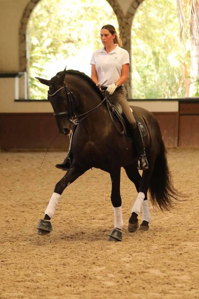 Puledro PRE Andaluso In vendita 2025 Nero ,  MONJE II