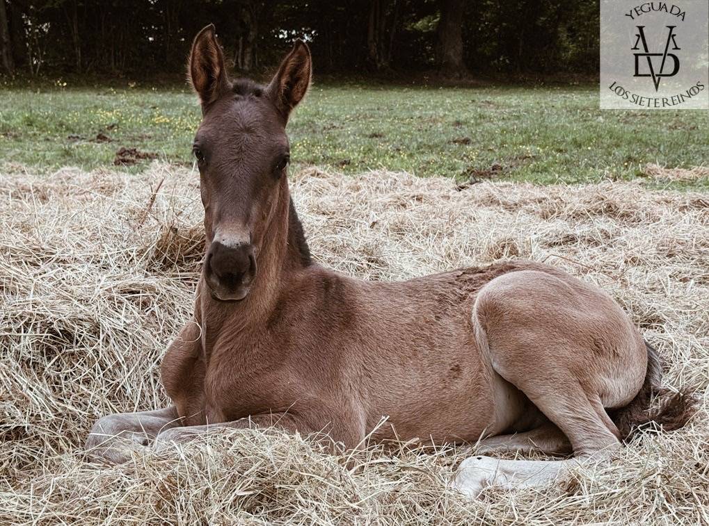 Puledro PRE Andaluso In vendita 2025 Nero ,  MONJE II